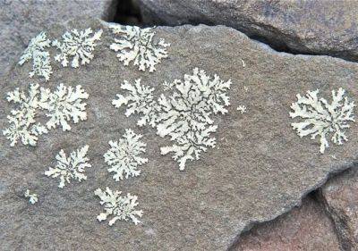 What lichens are telling us, with dr. james lendemer - awaytogarden.com - city New York - New York - county Garden