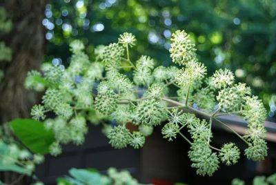 Bigger the better: aralia cordata and its cousins - awaytogarden.com