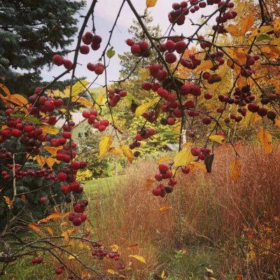 Hot (and cold) garden glimpses as fall abruptly winds down - awaytogarden.com