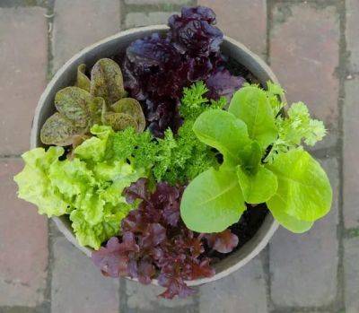 Edible-landscaping ideas, with lisa hilgenberg of chicago botanic garden - awaytogarden.com - city Chicago