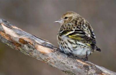 How birds follow the food, plus best practices for bird-feeding, with aubudon’s eric lind - awaytogarden.com - city New York