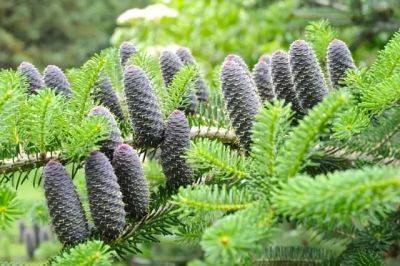 Conifers: pruning, best cultivars and more, with longwood’s ginny levy - awaytogarden.com - state Pennsylvania - county Garden