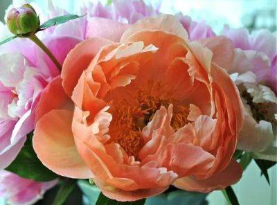 Herbaceous peonies: planting, growing and even cut flowers that last, with jeff jabco - awaytogarden.com - state Pennsylvania
