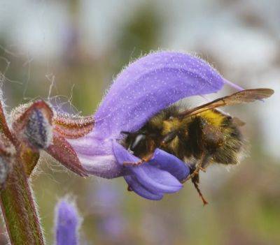 Pollinator plants to make room for, with uprising seeds’ brian campbell - awaytogarden.com - Washington - state Washington