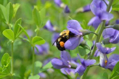 Growing baptisia, with george coombs of mt. cuba center - awaytogarden.com - Usa - Cuba - state Delaware