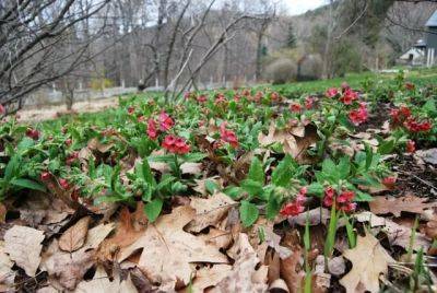 A plant i’d order: pulmonaria rubra - awaytogarden.com