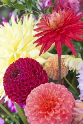 How to grow and store dahlias, with longwood’s roger davis - awaytogarden.com - Usa - state Pennsylvania - county Garden