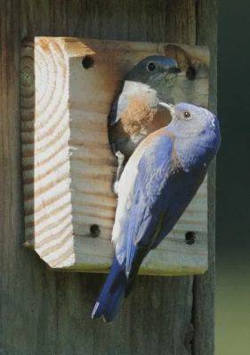 Weekend reading: the blue in bluebirds; tick research; a doll of a d.i.y. house - awaytogarden.com - state Wisconsin