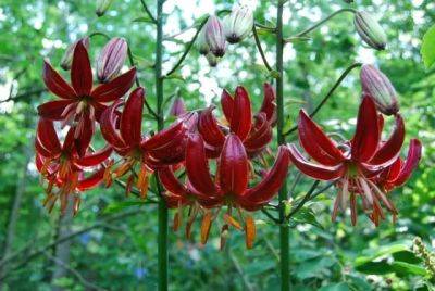 Lily bulbs from seed, trees in pots, garden journal ideas & more: q&a with ken druse - awaytogarden.com - Switzerland