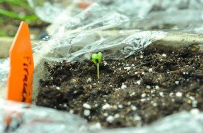 Why vegetable seedlings stretch and get spindly - awaytogarden.com