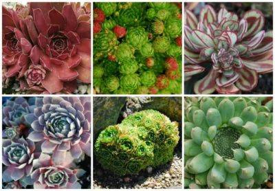 Getting creative with succulent hens & chicks, with katherine tracey - awaytogarden.com - Britain
