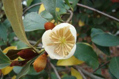 Choicest magnolias and how to prune them, with andrew bunting - awaytogarden.com