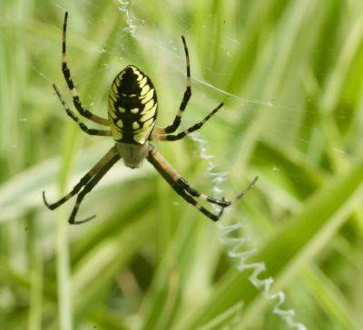 Spider, feather, frog: 3 little notes on gender (and wonder) in nature - awaytogarden.com - Usa - Canada