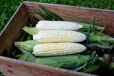 A new corn, bred for organic farms and gardens, tells a bigger story - awaytogarden.com - state Minnesota - state Wisconsin
