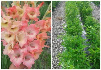 Plentiful peppers, hardy gladiolus and more, with joseph tychonievich - awaytogarden.com