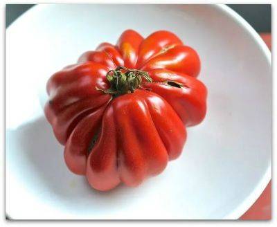 How to grow the best-tasting tomato - awaytogarden.com - state Florida