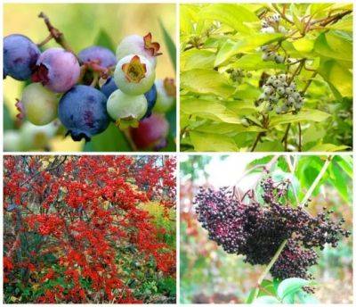 Bird gardening: powerhouse fruiting plants, with andy brand - awaytogarden.com - state Connecticut - state New York - county Hudson - county Valley