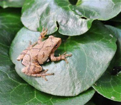 Phenology: telling time by nature’s clock, with cary institute - awaytogarden.com - Usa - New York