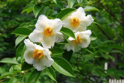Growing stewartia and other great small trees: q&a with ken druse - awaytogarden.com