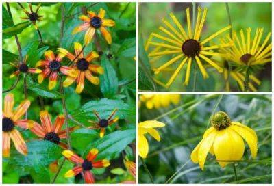 Reliable rudbeckia: ‘henry eilers’ and ‘prairie glow’ join ‘herbstsonne’ in the garden - awaytogarden.com - Usa