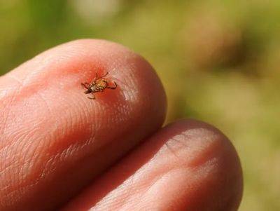 The tick-borne disease equation, with dr. rick ostfeld of cary institute - awaytogarden.com - New York