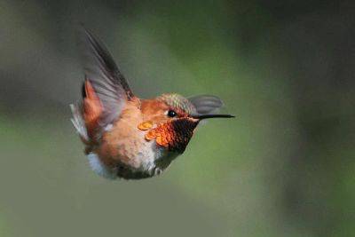Birdnote q&a: hummingbird migration - awaytogarden.com