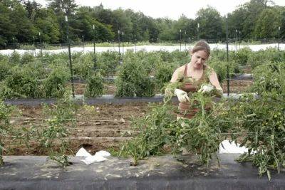 Grow healthy tomatoes: staking and pruning - awaytogarden.com