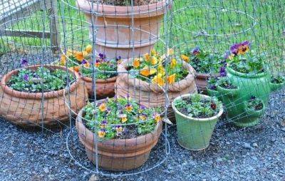 Container-garden tricks (and trickster skunks), plus other recycling in the spring garden - awaytogarden.com