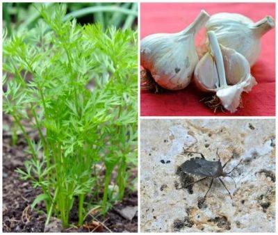 Harvesting garlic; squash bugs; sowing seeds in hot soil - awaytogarden.com