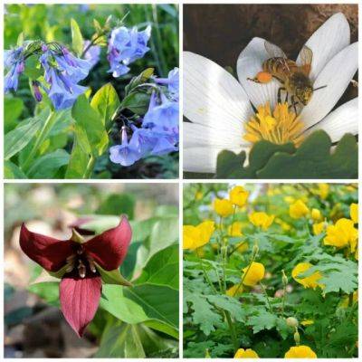 Easy-to-propagate wildflowers, plus ‘celandine’ confusion, with carol gracie - awaytogarden.com - New York - state Indiana - county Garden - county Day