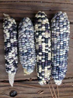 Heritage corn, polyculture and more: seedkeeper rowen white of sierra seeds - awaytogarden.com - Usa - Canada - Mexico - New York - state California