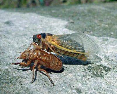 Bring ‘em on: the magic of periodical cicadas - awaytogarden.com - Georgia - state Connecticut