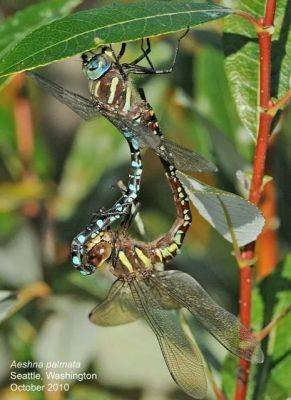 Dragonflies and damselflies, with dennis paulson - awaytogarden.com - Usa - state Washington