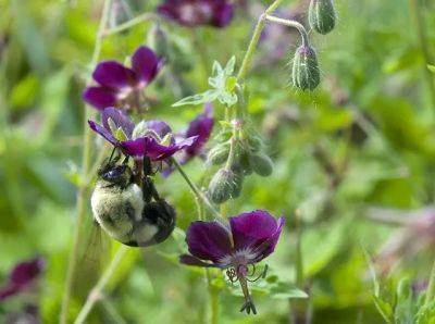 Bumblebee 101, with leif richardson - awaytogarden.com