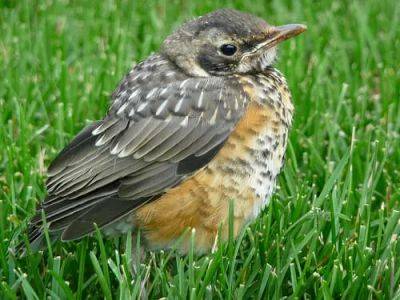Birdnote q&a: fledging, when young birds leave the nest - awaytogarden.com