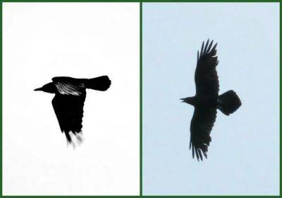 Birdnote q&a: crow or raven? - awaytogarden.com - Usa