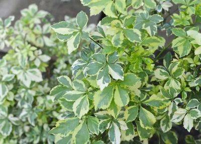 Tough beauty: the shrub called eleutherococcus - awaytogarden.com - China