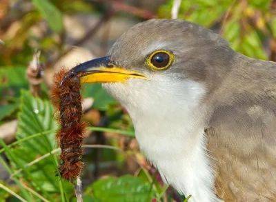 How birds find their food, with ellen blackstone of ‘birdnote’ - awaytogarden.com - New York