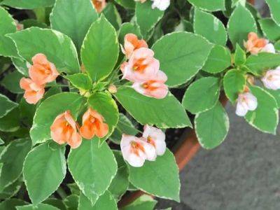 Downy mildew: don't compost sickly impatiens - awaytogarden.com - Usa - state Florida