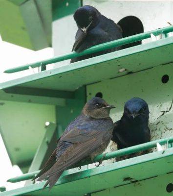 Birdnote q&a: a close look at songbirds’ nests - awaytogarden.com
