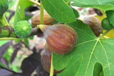How to overwinter a potted fig - awaytogarden.com - Turkey