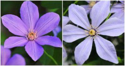Giveaway: fragrant clematis, and more scented climbers, with dan long - awaytogarden.com - Netherlands