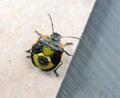 Garden bugs i have known: knowledge is power - awaytogarden.com - state Colorado