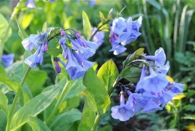A plant i’d order this fall: virginia bluebells - awaytogarden.com - Usa - state Virginia - state Arkansas - state North Carolina - state Minnesota