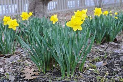 Bulb-growing basics: a springtime recap - awaytogarden.com - Usa