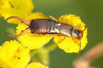 Earwigs, shrubs in pots, color for the shade and more: q&a with ken druse - awaytogarden.com