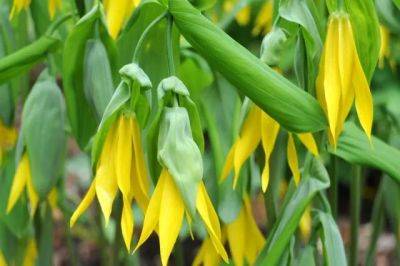 6 early native spring wildflowers for shade - awaytogarden.com - state Virginia