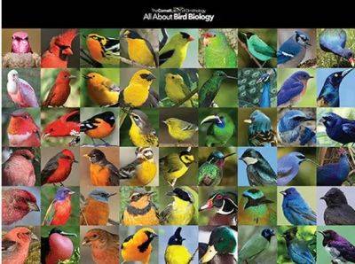 Weekend reading: fancy male birds, neonics and monarchs, antibiotic ‘aha’s’ - awaytogarden.com - New York - state Minnesota - state Delaware