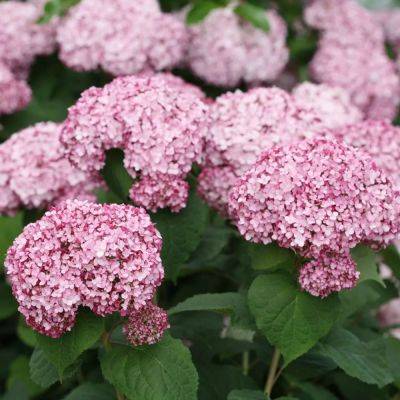 Showoff shrubs, new and old, with tim wood of spring meadow nursery - awaytogarden.com