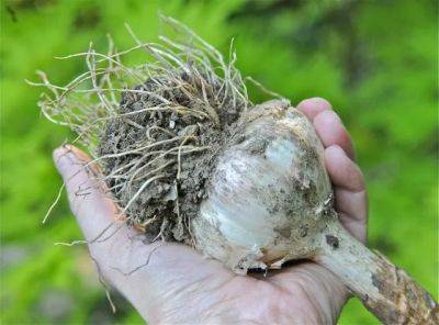 Garlic harvest: digging, curing, storing–and eventually planting more - awaytogarden.com - Germany - county Hardy